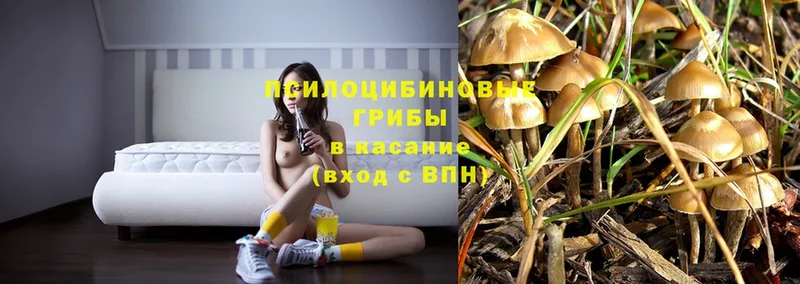 сколько стоит  Энгельс  Псилоцибиновые грибы Psilocybe 